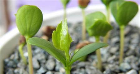 苹果籽能种吗能结果吗？种植苹果籽的正确方法和常见问题解答