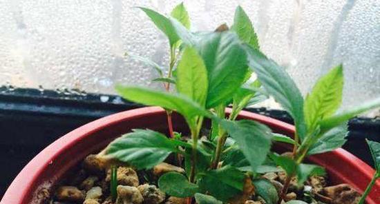 苹果籽怎么发芽快？掌握这些技巧轻松培育新苗