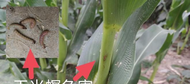 苹果钻心虫怎么防治？防治苹果钻心虫的有效方法有哪些？