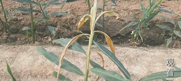 苹果钻心虫怎么防治？防治苹果钻心虫的有效方法有哪些？