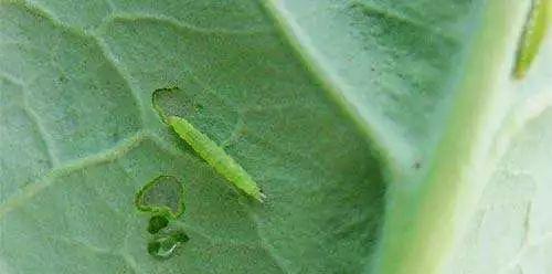 苹果钻心虫怎么防治？防治苹果钻心虫的有效方法有哪些？