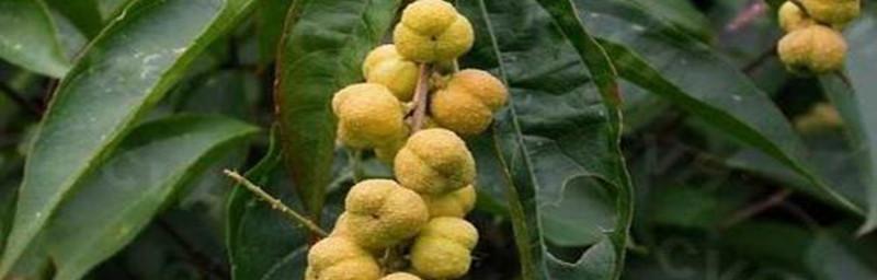 平安豆是哪种植物的种子？如何辨别和使用？