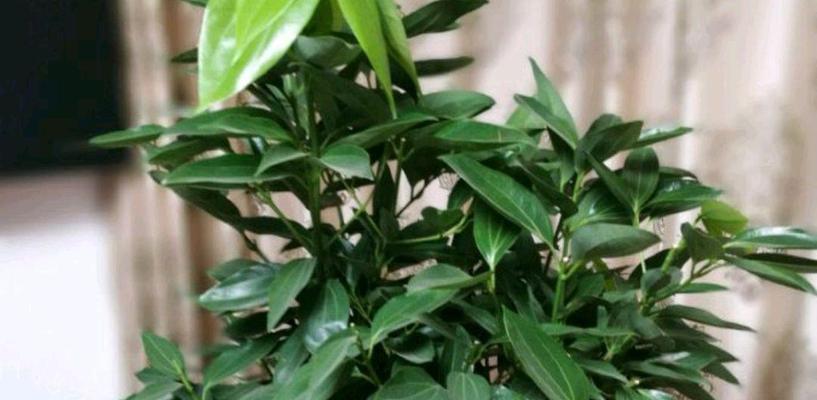 平安树冬天掉叶子正常吗？如何应对？