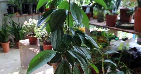 平安树多久浇一次水？如何正确养护？