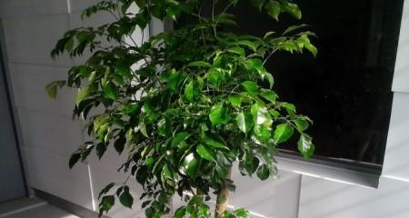 平安树多久浇一次水？如何正确养护？