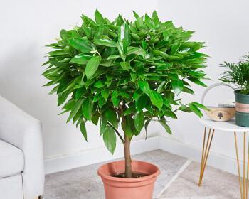 平安树种植时选择深盆还是浅盆好？哪种更适合？