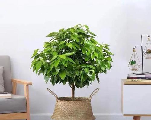 平安树种植时选择深盆还是浅盆好？哪种更适合？