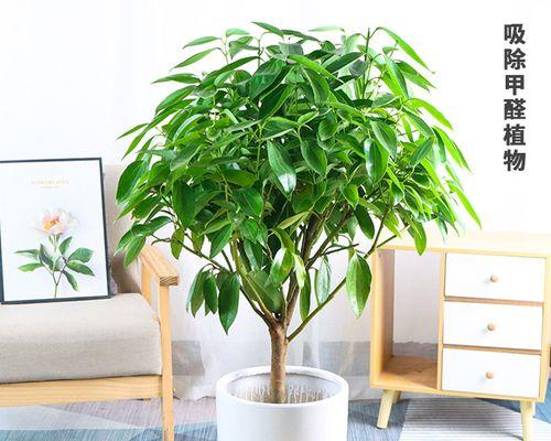 平安树种植时选择深盆还是浅盆好？哪种更适合？