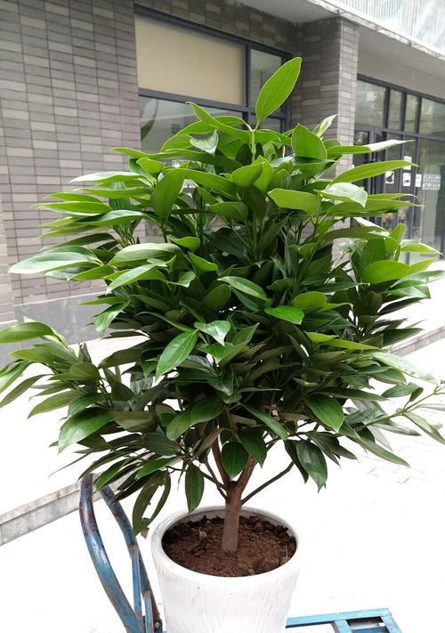 平安树和幸福树是同一种树吗？区别在哪里？