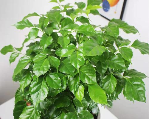 平安树和幸福树是同一种树吗？区别在哪里？