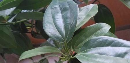 平安树换盆后需要浇水吗？换盆后的正确浇水方法是什么？