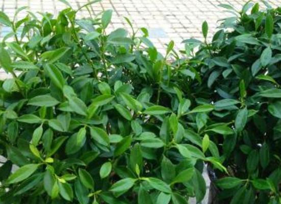 平安树换土的最佳方法是什么？需要哪些土壤类型？