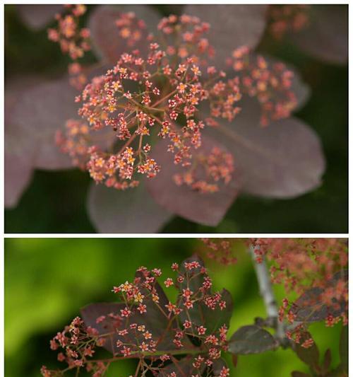 平安树会开花吗？开花颜色与样子是怎样的？