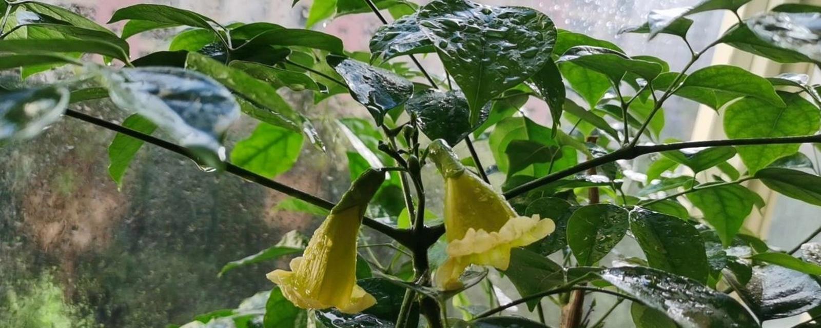 平安树会开花吗？开花颜色与样子是怎样的？