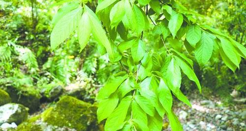 平安树几年结果实？如何促进平安树结果？