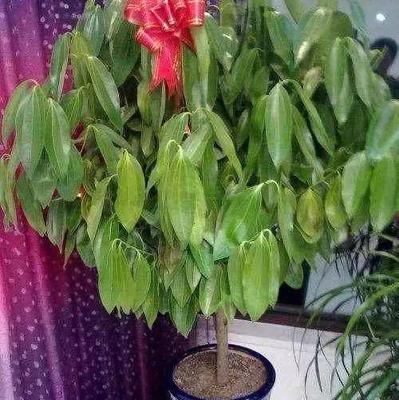 平安树浇水频率是多少天一次？如何判断浇水时机？