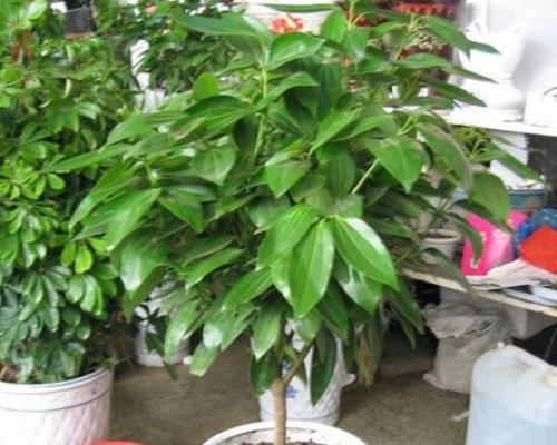 平安树浇水频率如何根据季节调整？