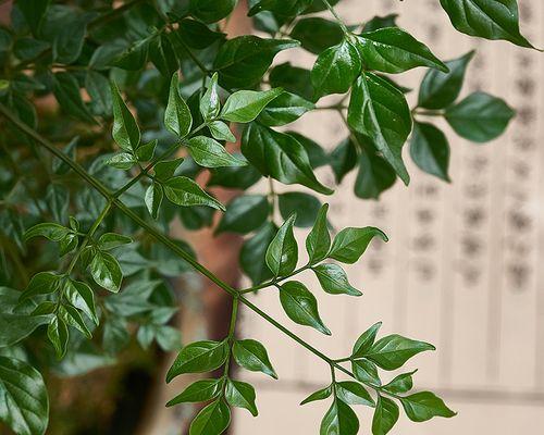 平安树浇水频率如何根据季节调整？