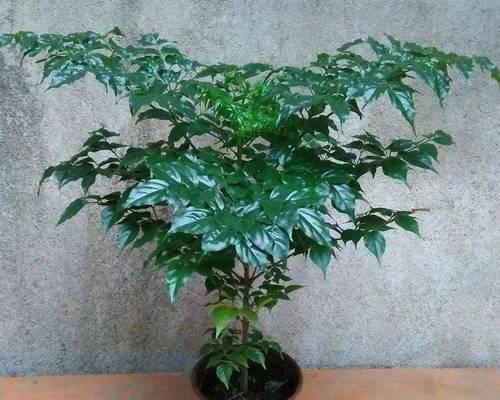 平安树多久能开花？如何养护才能促进开花？