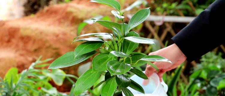 平安树多久能开花？如何养护才能促进开花？