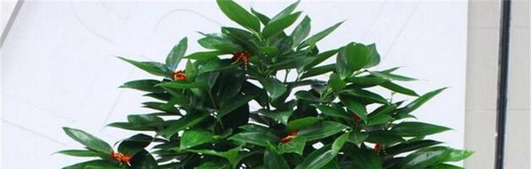 平安树开花预示着什么？常见问题解答