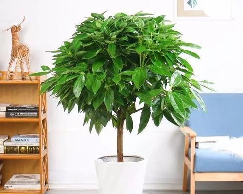 平安树适合室外环境吗？室外养护需要注意什么？