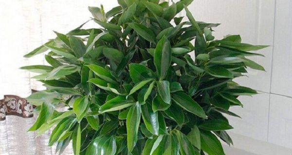 平安树可以用茶水浇吗？浇茶水对平安树有什么影响？
