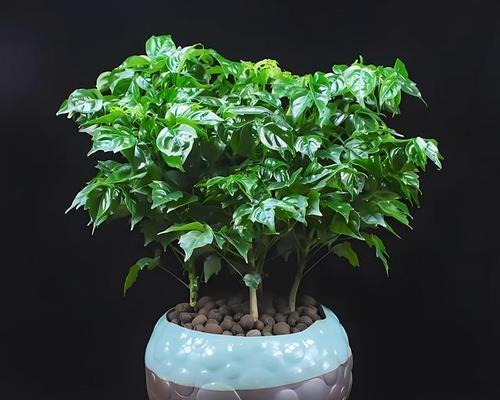 平安树种院子里可行吗？种植平安树需要注意什么？