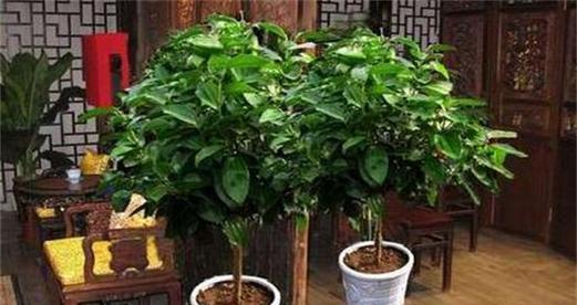 平安树种院子里可行吗？种植平安树需要注意什么？