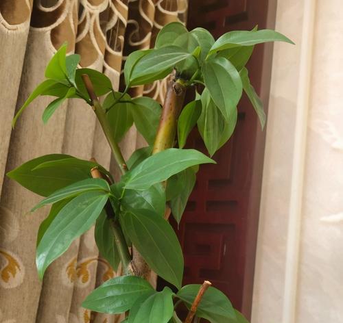 平安树种院子里可行吗？种植平安树需要注意什么？