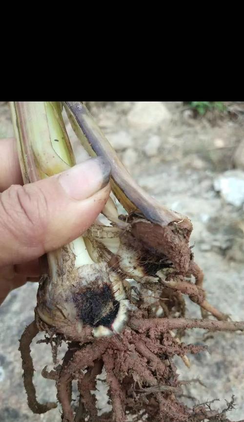 平安树烂根了怎么办？如何拯救烂根的平安树？