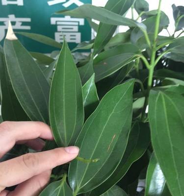 平安树老掉叶子怎么办？如何正确处理和预防？