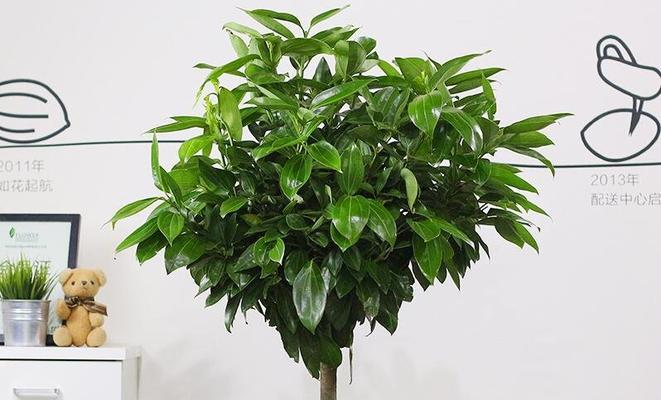 平安树耐冻吗？冬天如何保护平安树不被冻伤？
