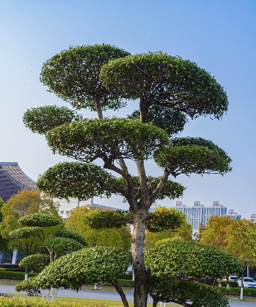 平安树耐冻吗？冬天如何保护平安树不被冻伤？