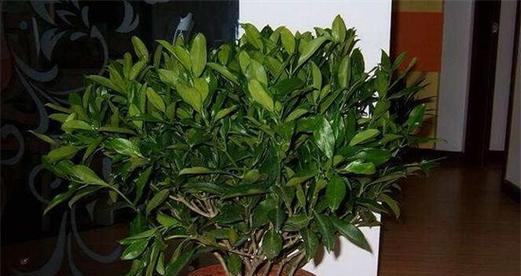 平安树能耐受的最低温度是多少？如何在冬季保护平安树？