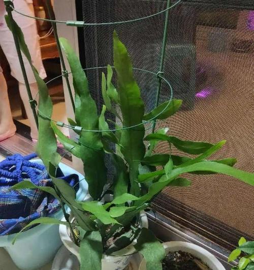 平安树扦插的最佳时间是什么时候？具体操作步骤有哪些？