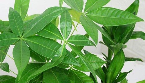 平安树的别名有哪些？它有什么特别的含义吗？