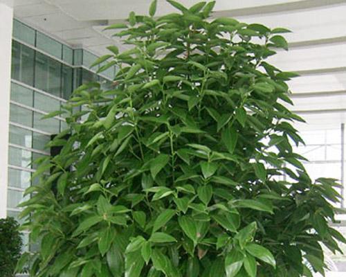 平安树喜阴还是喜阳光？如何正确养护平安树？