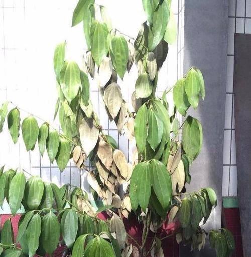平安树叶尖干枯了怎么办？如何有效处理和预防？