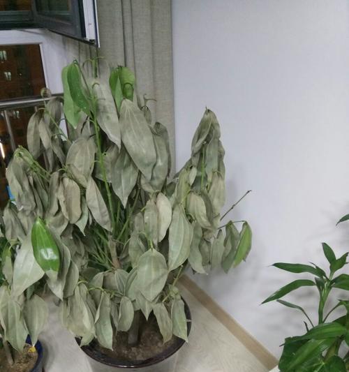 平安树叶子干枯怎么办？如何有效进行救治和预防？