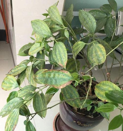 平安树叶子蔫了怎么办？如何快速恢复植物活力？