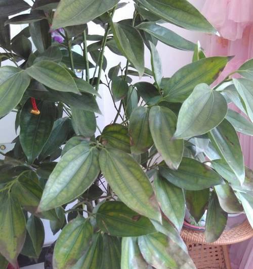 平安树叶子蔫了怎么办？如何快速恢复植物活力？