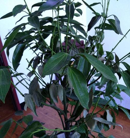 平安树叶子蔫了怎么办？如何快速恢复植物活力？
