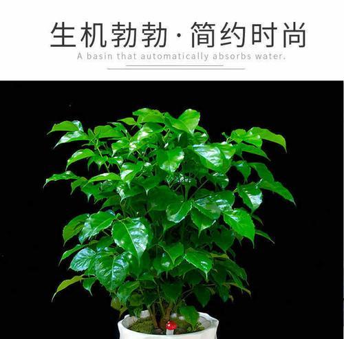 平安树用什么土栽培最好？如何确保其健康成长？