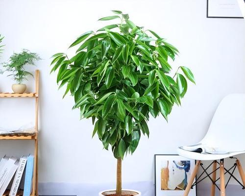 平安树散发香味吗？如何辨别其独特香气？