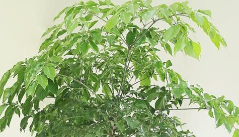 平安树散发香味吗？如何辨别其独特香气？