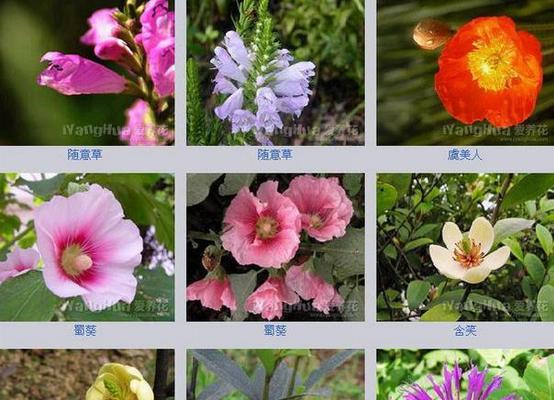 平安树繁殖方法有哪些？繁殖过程中应注意什么问题？