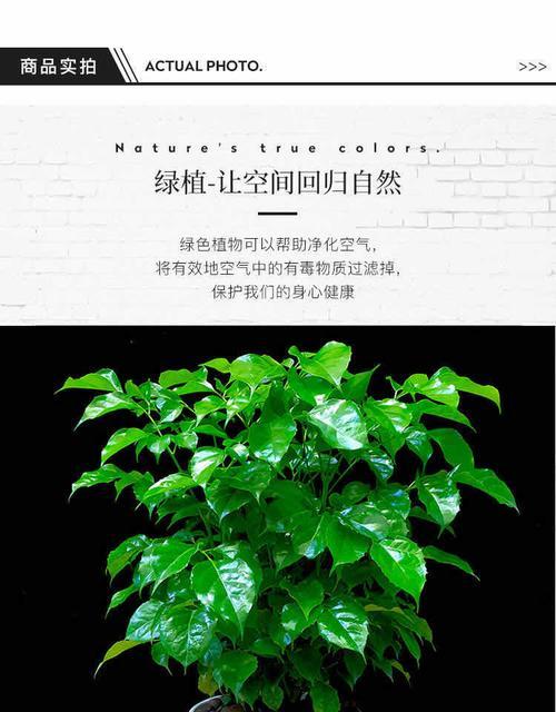 平安树换土换盆的最佳时机是什么时候？步骤有哪些？