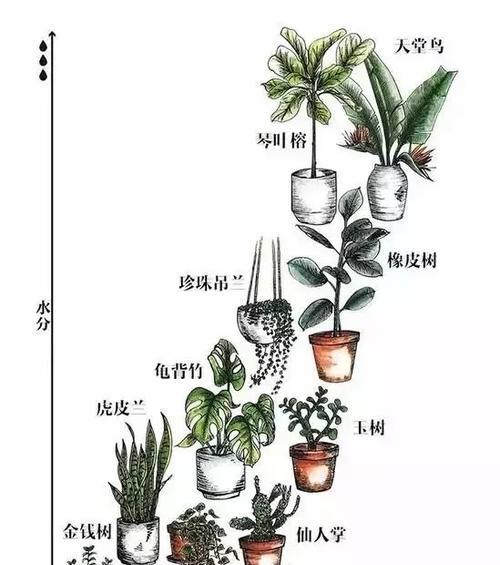 平安树浇水方法有哪些？多久浇一次水合适？