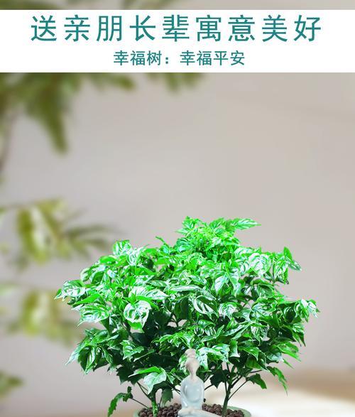 平安树怎么养护最好？有哪些养护技巧和注意事项？